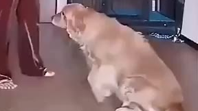 边牧是边牧,狗是狗
